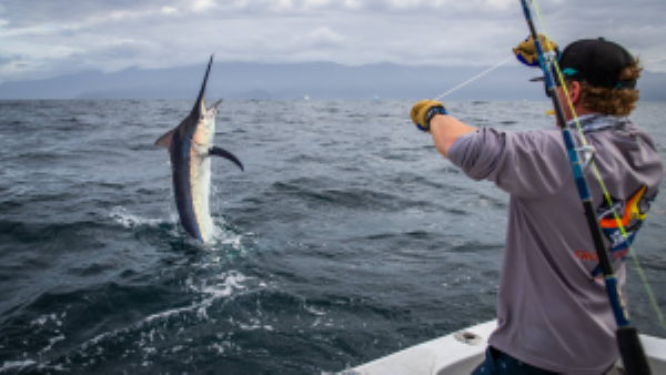 Big Marlin