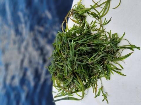 Vallisneria is thriving in our Caloosahatchee project locations.