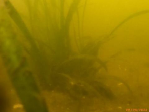 Vallisneria in protective cages